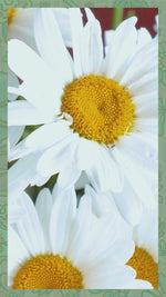 Flower Power